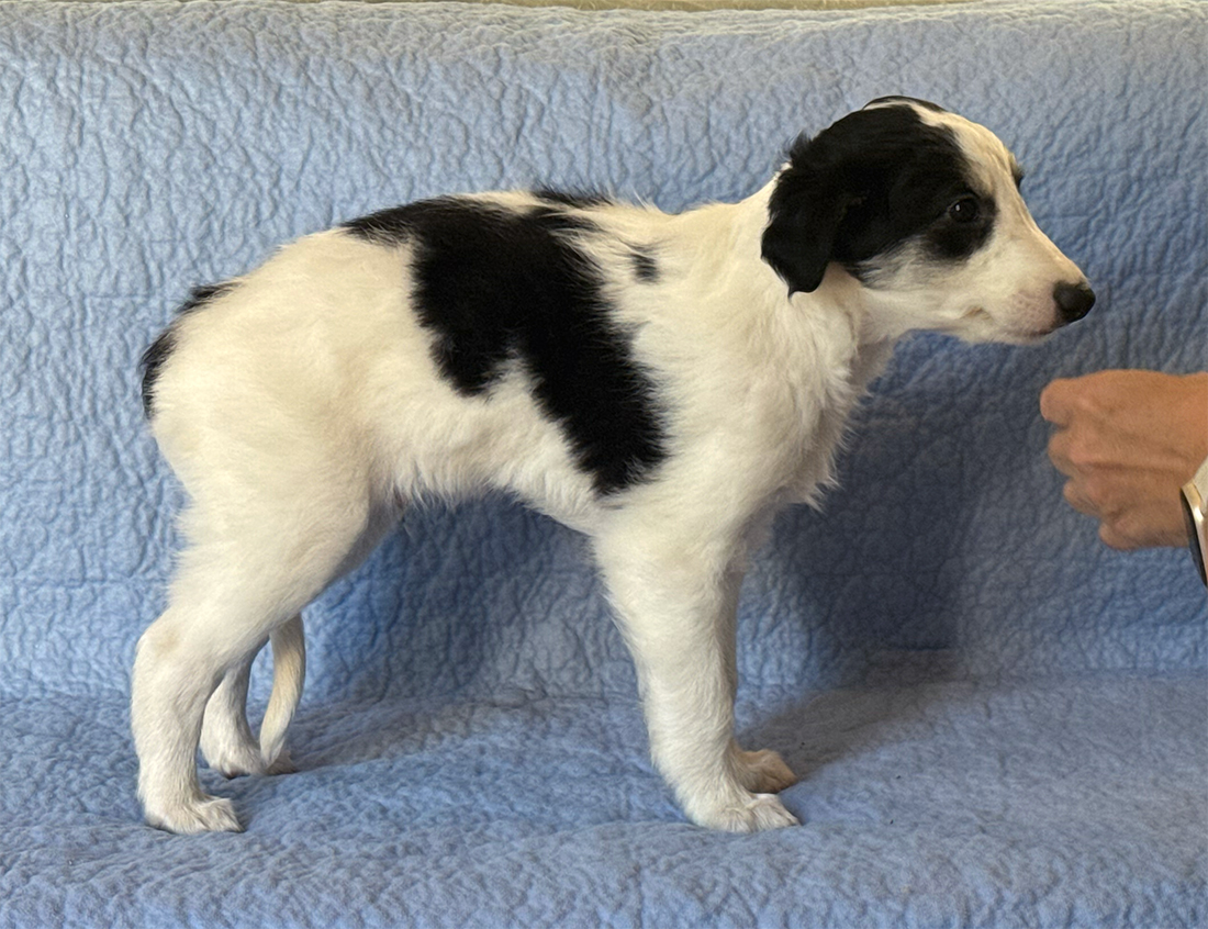 6 weeks - Vivace right